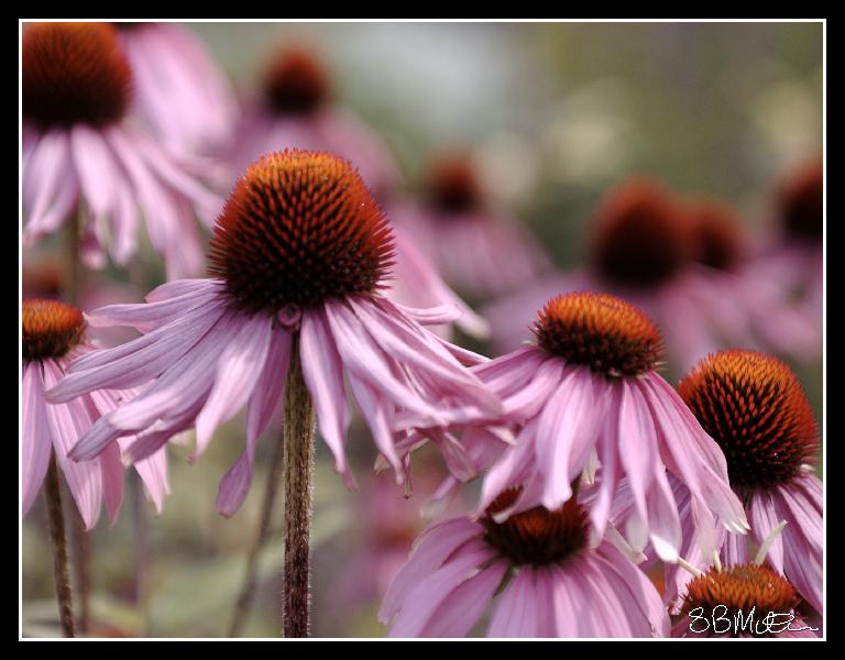 Large Pink Daisy: Photograph by Steve Milner