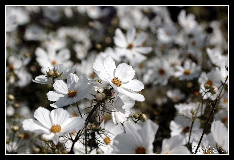 Large White Daisies: Photograph by Steve Milner