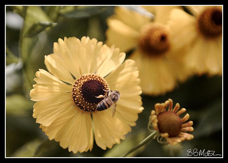 Large Yellow Daisy and Honeybee: Photograph by Steve Milner