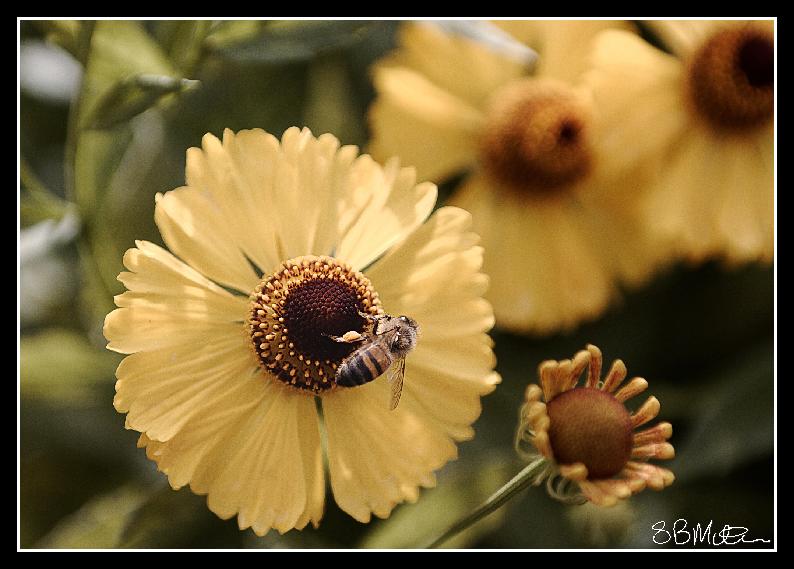 Large Yellow Daisy and Honeybee: Photograph by Steve Milner Large Yellow Daisy and Honeybee: Photograph by Steve Milner