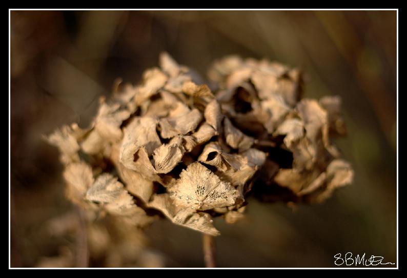 De-Hydrangea: Photograph by Steve Milner