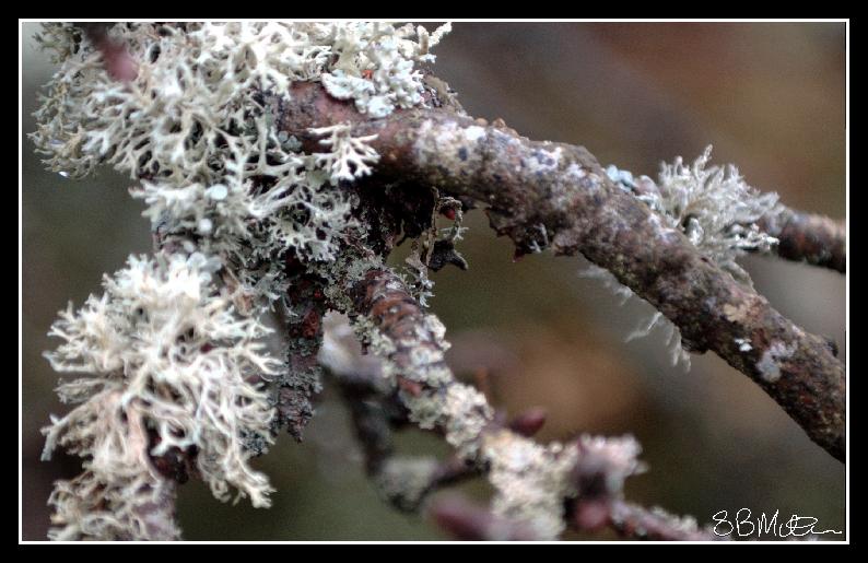 Lichen: Photograph by Steve Milner