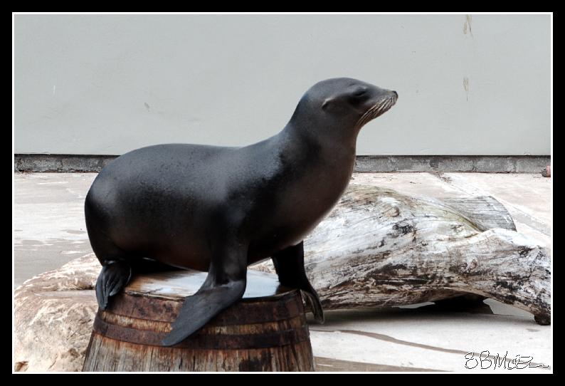 Sealion: Photograph by Steve Milner