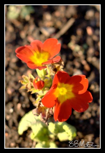 Flower: Photograph by Steve Milner