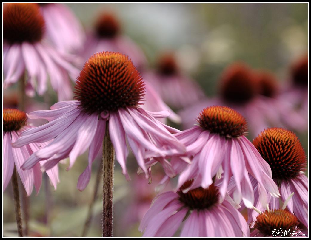 Large Pink Daisy: Photograph by Steve Milner