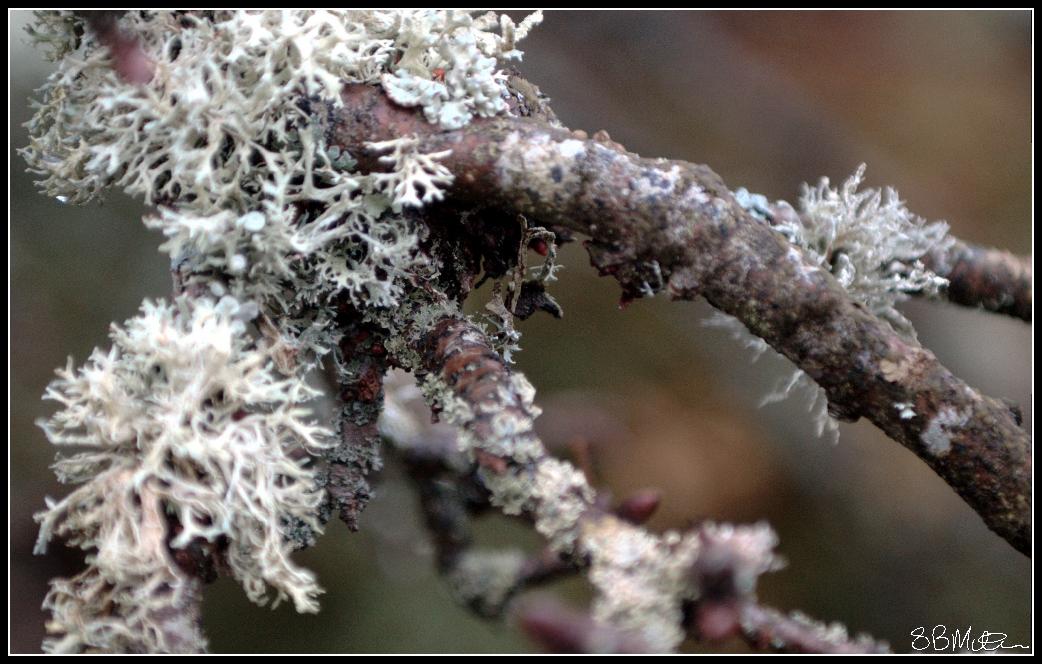 Lichen: Photograph by Steve Milner