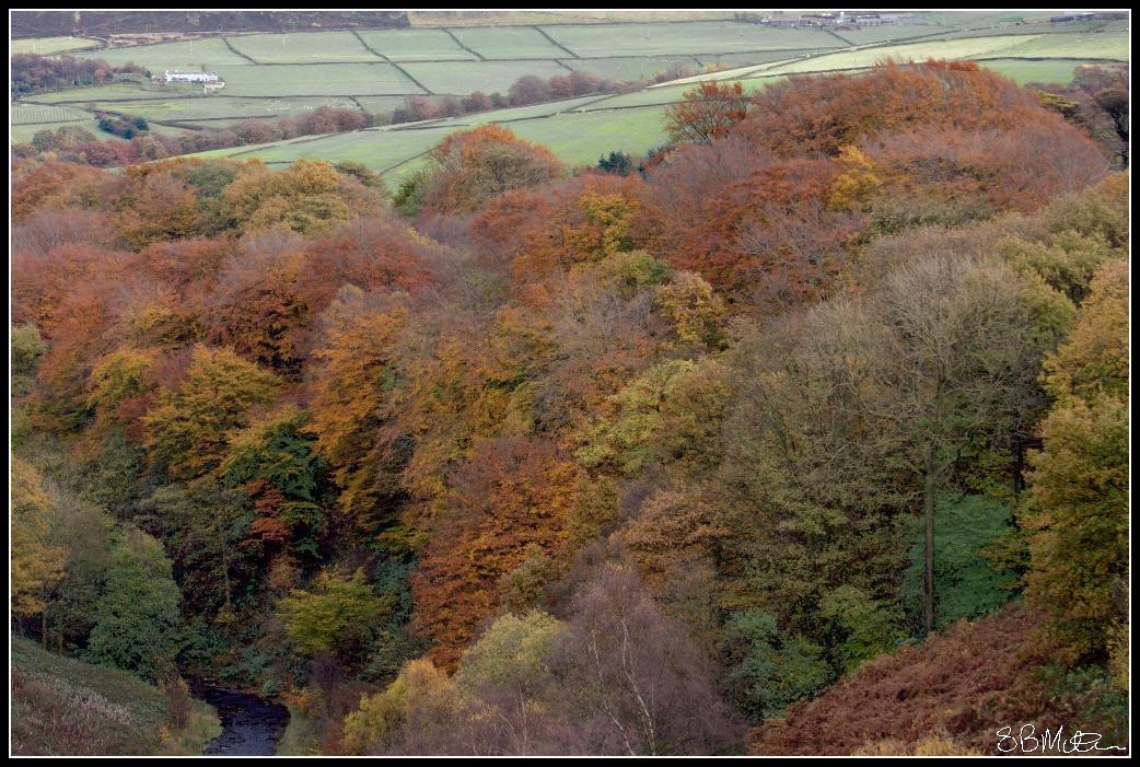 Trees in Autumn: Photograph by Steve Milner