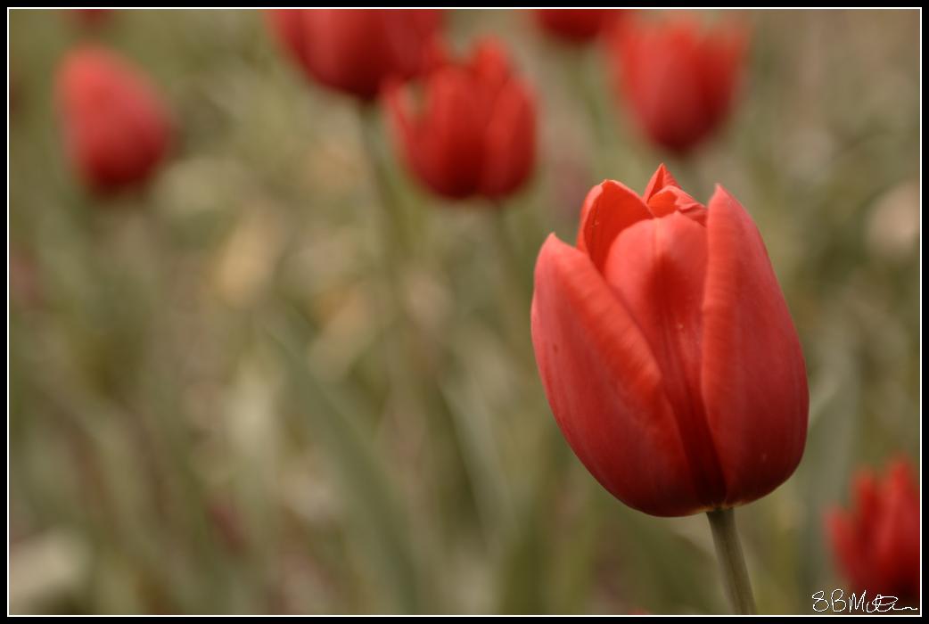 Tulips: Photograph by Steve Milner