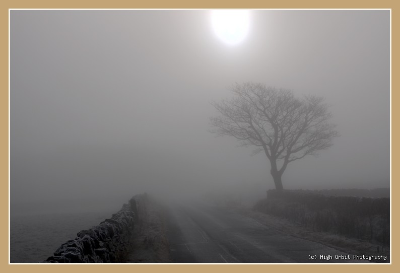 Misty Tree: Photograph by Stephen Milner